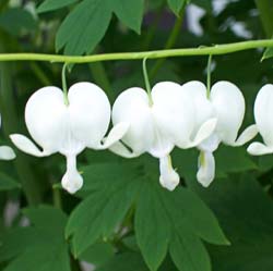 Corazn de Mara 'Alba'